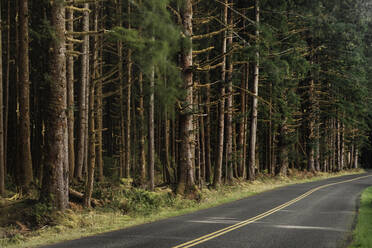 Forest trees along rural road - MINF12142
