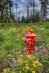 Roter Feuerhydrant im Wald - MINF12204