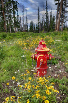 Roter Feuerhydrant im Wald - MINF12204
