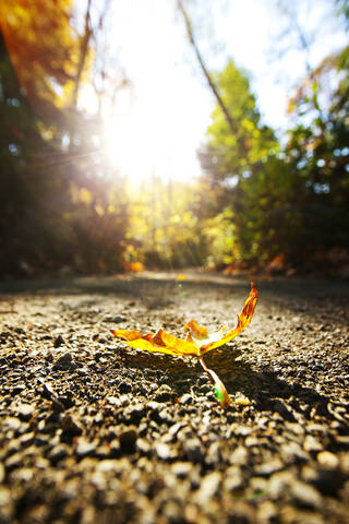 Nahaufnahme eines Herbstblattes auf einem Feldweg, lizenzfreies Stockfoto