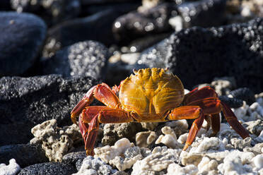 Close up of crab on rocky beach - MINF12367