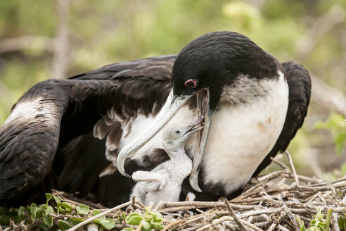 Nahaufnahme eines Fregattvogels, der ein Küken im Nest füttert - MINF12368