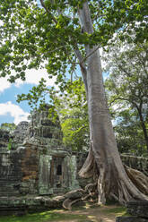Baum auf dem alten Ta-Prohm-Tempel, Siem Reap, Siem Reap, Kambodscha - MINF12369
