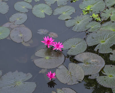Hohe Winkelansicht von Blumen und Seerosenblättern auf einem stillen Teich - MINF12373