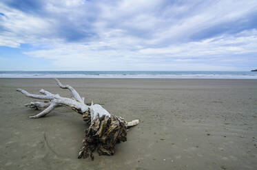 Treibholz am Strand von Koekohe, Südinsel, Neuseeland - RUNF02691