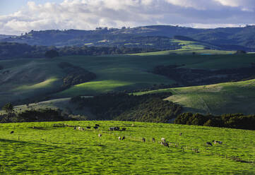 Schöne Landschaften im Hinterland von Northland, Nordinsel, Neuseeland - RUNF02698