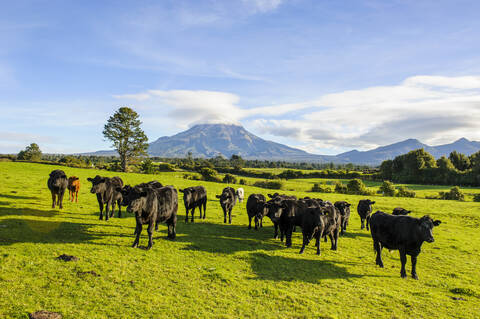 Cows on a pasture before Mount Taranaki, North Island, New Zealand stock photo