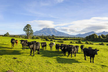 Kühe auf einer Weide vor dem Mount Taranaki, Nordinsel, Neuseeland - RUNF02700