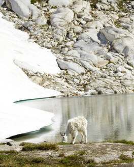 Goat grazing at still lake and remote hillside - MINF12410