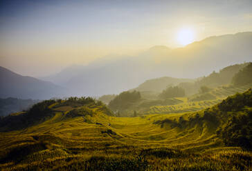 Rice fields in rural landscape - MINF12471