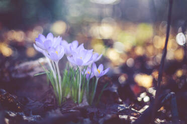 Crocus - IHF00133