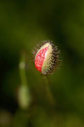 Nahaufnahme von Klatschmohn, Papaver rhoeas - JTF01247