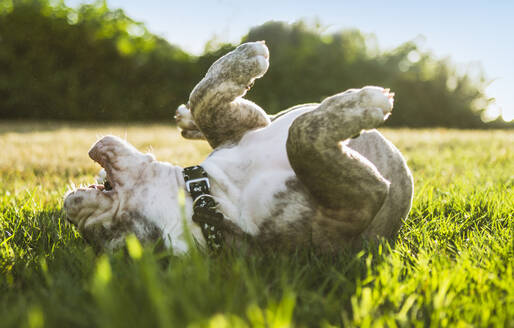 Olde English Bulldog Welpe rollt im Feld - MINF12504