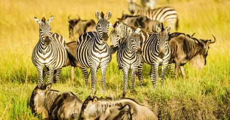 Zebras and wildebeest standing in grass - MINF12514