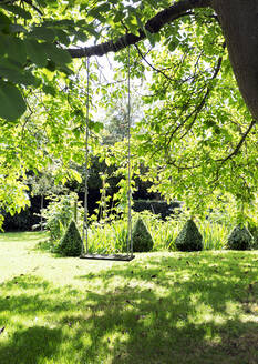 Rope swing hanging from tree branch - MINF12532