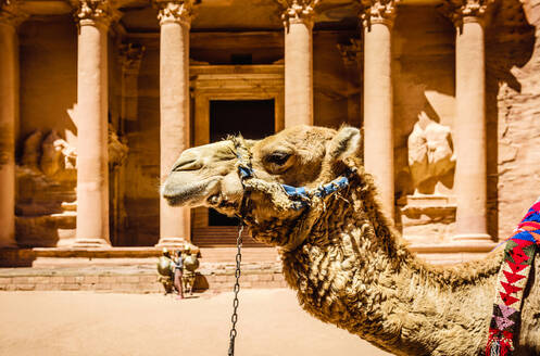 Kamel mit Pferdegeschirr an einem antiken Gebäude, Petra, Jordanien, Jordanien - MINF12580