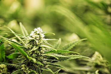 Nahaufnahme einer Cannabispflanze - MINF12638