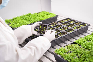 Asian scientist examining plants in laboratory - MINF12641