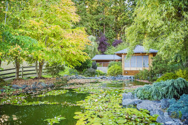 Seerosenblätter am Teich in einem ruhigen Park - MINF12652
