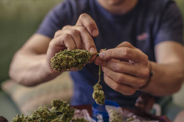 Close-up of a man cleaning marijuana buds - ACPF00538