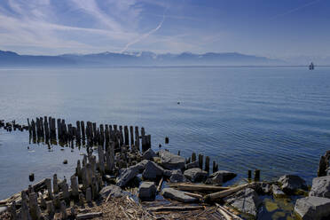 Holzpfähle am Hafen, Bodensee, Lindau, Bayern, Deutschland - LBF02599