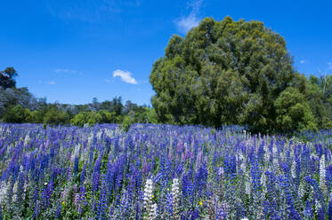 Blühende Wildblumen, Los Alerces National Park, Chubut, Argentinien, Südamerika - RUNF02722