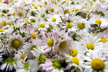 Gänseblümchen schneiden - NDF00932