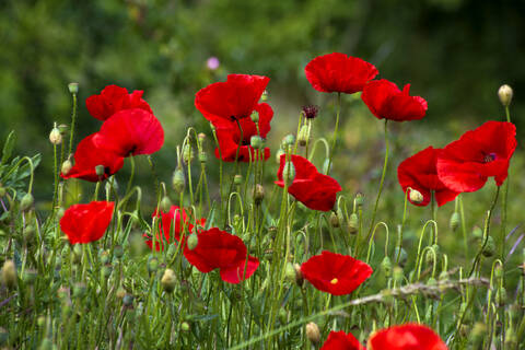 Red Poppies on a meadow stock photo
