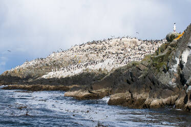 Kormorane auf einer Insel im Beagle-Kanal, Ushuaia, Tierra del Fuego, Argentinien, Südamerika - RUNF02783