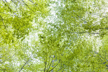 Beech treetops - TCF06109