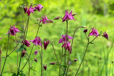 Akelei Blumen, lizenzfreies Stockfoto