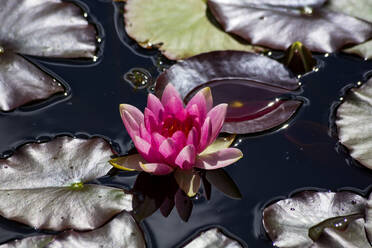 Pink water lilly on garden pond at sunlight - NDF00944
