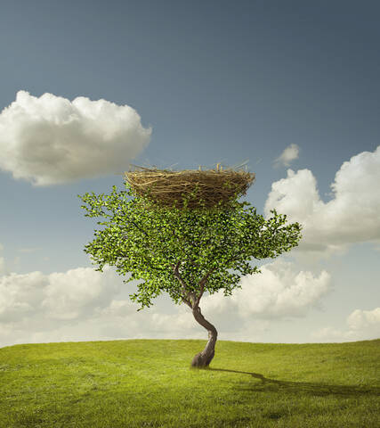 Leeres Vogelnest im Baum, lizenzfreies Stockfoto