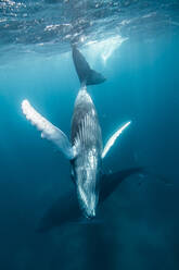 Buckelwalmutter und Kalb kreuzen nahe der Meeresoberfläche, Punta Baja, Baja California, Mexiko - ISF21608