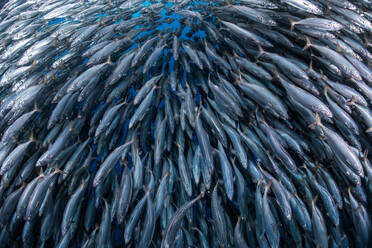 Makrelen-Köderbälle unter Wasser, Punta Baja, Baja California, Mexiko - ISF21613
