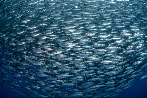 Makrelen-Köderbälle unter Wasser, Punta Baja, Baja California, Mexiko, lizenzfreies Stockfoto