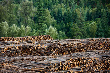Timber yard, Midway, Canada - ISF21642