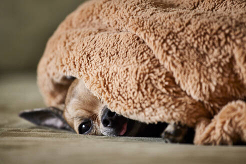 Chihuahua resting underneath blanket on couch - ISF21665