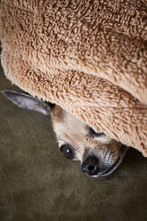Chihuahua ruht unter der Decke auf der Couch - ISF21667