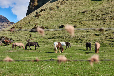Islandpferde auf der Weide, Ábær, Skagafjardarsysla, Island - ISF21679