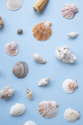 Sea shells on blue background - MOMF00708