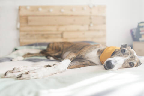 Porträt eines auf dem Bett liegenden Windhundes mit gelbem Schal, lizenzfreies Stockfoto