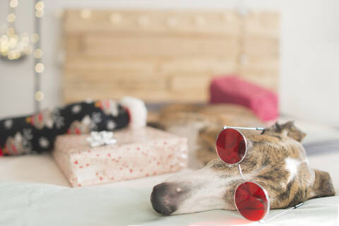 Müder Windhund auf dem Bett liegend mit Weihnachtsgeschenk und Brille, lizenzfreies Stockfoto