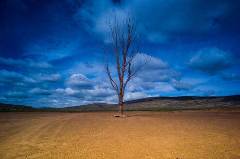 Einsamer kahler Baum gegen blauen bewölkten Himmel, Kapstadt, Westkap, Südafrika - CUF51448