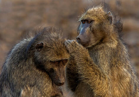 Chacma-Paviane, die sich gegenseitig pflegen, Krüger-Nationalpark, Südafrika - CUF51492