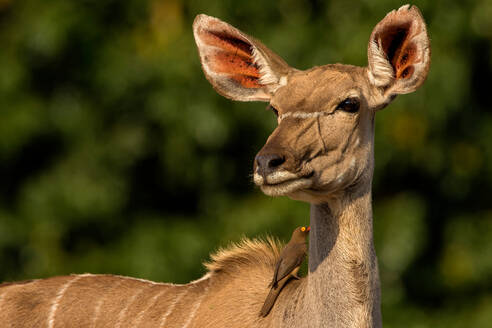 Kudu schaut über die Schulter, Seitenansicht, Krüger-Nationalpark, Südafrika - CUF51495