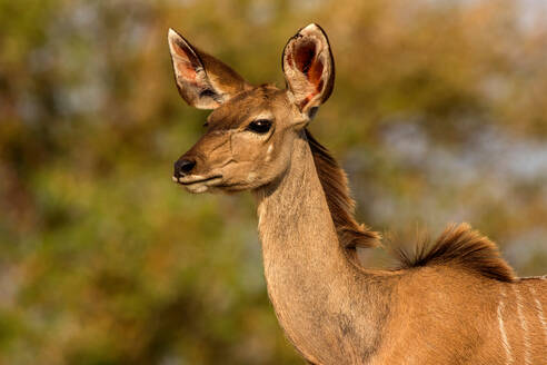 Kudu, Seitenansicht von Kopf und Schulter, Krüger-Nationalpark, Südafrika - CUF51496
