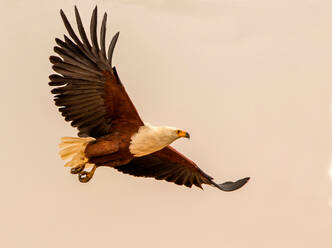 Afrikanischer Fischadler im Flug gegen den grauen Himmel, Seitenansicht, Kruger National Park, Südafrika - CUF51497