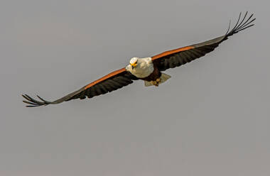 Afrikanischer Fischadler im Flug, Vorderansicht, Krüger-Nationalpark, Südafrika - CUF51498