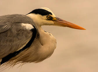 Alert grey heron, close up side view, Kruger National Park, South Africa - CUF51500